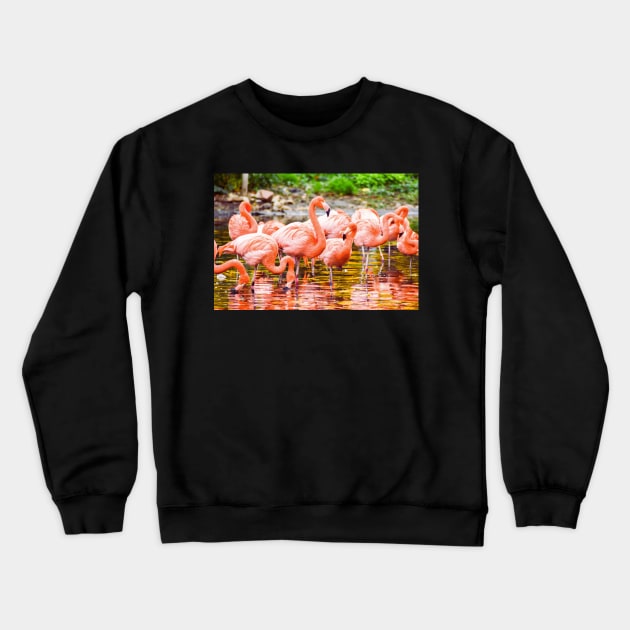 Greater Flamingos on the Water Crewneck Sweatshirt by ZUCCACIYECIBO